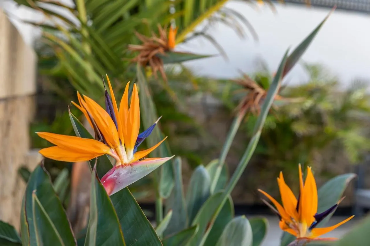 Medano4You The Strelitzia Holiday Home El Medano